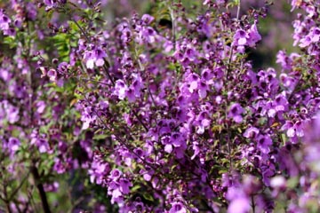 CHN - Plants - Prostanthera ovalifolia 'Purple Haze'